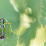 Gewöhnliche Grünschrecke (Odontopodisma decipiens)