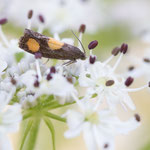 Pammene aurana (Bärenklauwickler)