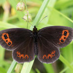 Graubindiger Mohrenfalter (Erebia aethiops)