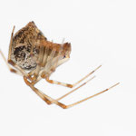 Parasteatoda tepidariorum (Gewächshausspinne)