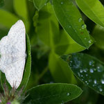 Scopula incanata (Weißgrauer Kleinspanner)
