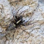 Textrix denticulata (Bunte Spaltentrichterspinne)