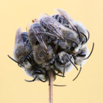 Colletes sp. (Seidenbienen)
