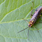 Tenthredopsis sordida