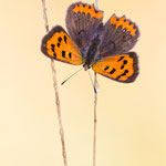 Kleiner Feuerfalter (Lycaena phlaeas)