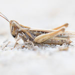 Calephorus compressicornis