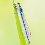 Coenagrion mercuriale (Helm-Azurjungfer)