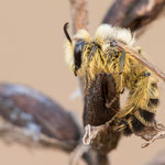 Hosenbiene (Dasypoda hirtipes)
