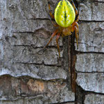 Araniella cucurbitina (Kürbisspinne)