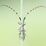 Agapanthia alternans