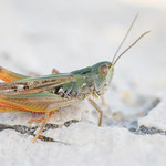 Südlicher Grashüpfer (Stenobothrus fischeri)