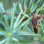 Gonocerus juniperi (Wacholder-Randwanze)