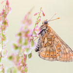 Skabiosen-Scheckenfalter (Euphydryas aurinia)