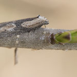 Doloploca punctulana