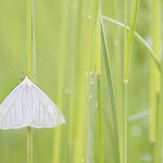 Siona lineata (Hartheu-Spanner)