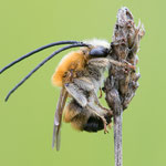 Juni-Langhornbiene (Eucera longicornis)