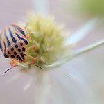 Graphosoma semipunctatum (Fleckige Streifenwanze)