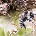 Berghummel (Bombus mesomelas)