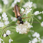 Feldahorn-Bock (Alosterna tabacicolor)