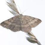 Scopula rubiginata (Violettroter Kleinspanner)