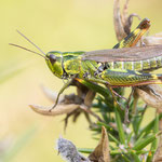 Ginster-Grashüpfer (Chorthippus binotatus)
