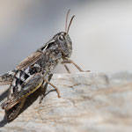 Sampeyre-Grashüpfer (Chorthippus sampeyrensis)