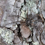 Emargidromus emarginatus (Kleiner Rindenflachstrecker)