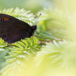 Gelbbindiger Mohrenfalter (Erebia meolans)