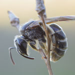 Furchenbiene (Lasioglossum sp.)