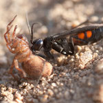 Anoplius viaticus (Frühlings-Wegwespe)