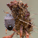 Holcostethus sphacelatus (Offener Lorch)