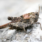 Eingedrückte Dornschrecke (Tetrix depressa)