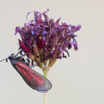 Zygaena purpuralis (Thymian-Widderchen)