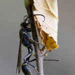 Sceliphron curvatum (Orientalische Mauerwespe)