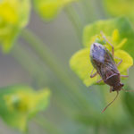 Rhopalus sp. (Glasflügelwanze)