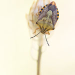 Carpocoris pudicus