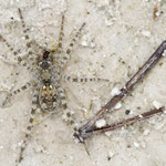 Arctosa cinerea (Flussuferwolfspinne) 