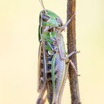 Kleiner Heidegrashüpfer (Stenobothrus stigmaticus)