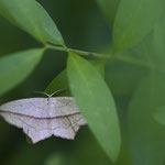 Timandra comae (Ampferspanner )