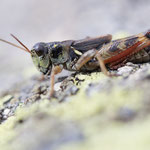 Nordische Gebirgsschrecke (Melanoplus frigidus)