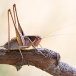 Zaunschrecke (Sepiana sepium)