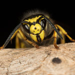 Vespula germanica (Deutsche Wespe)