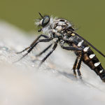 Cyrtopogon meyerduerii (Meyerdueri´s Makelfliege)