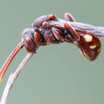 Wespenbiene (Nomada sp.)