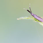 Heterotoma planicornis (Dickfühlerweichwanze)