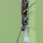 Cephus spinipes (Halmwespe)
