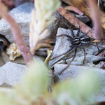 Thanatus sp.