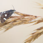 Eurrhypis guttulalis