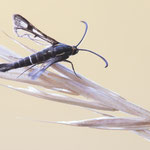 Chamaesphecia aerifrons (Dost-Glasflügler)