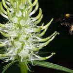 Bombus pratorum (Wiesenhummel)